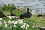 PICTURES/Road Trip - Leeds Castle/t_Black Swan9.JPG